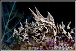 Spikes on spikes what a stinging combination!350D/105 by Yves Antoniazzo 